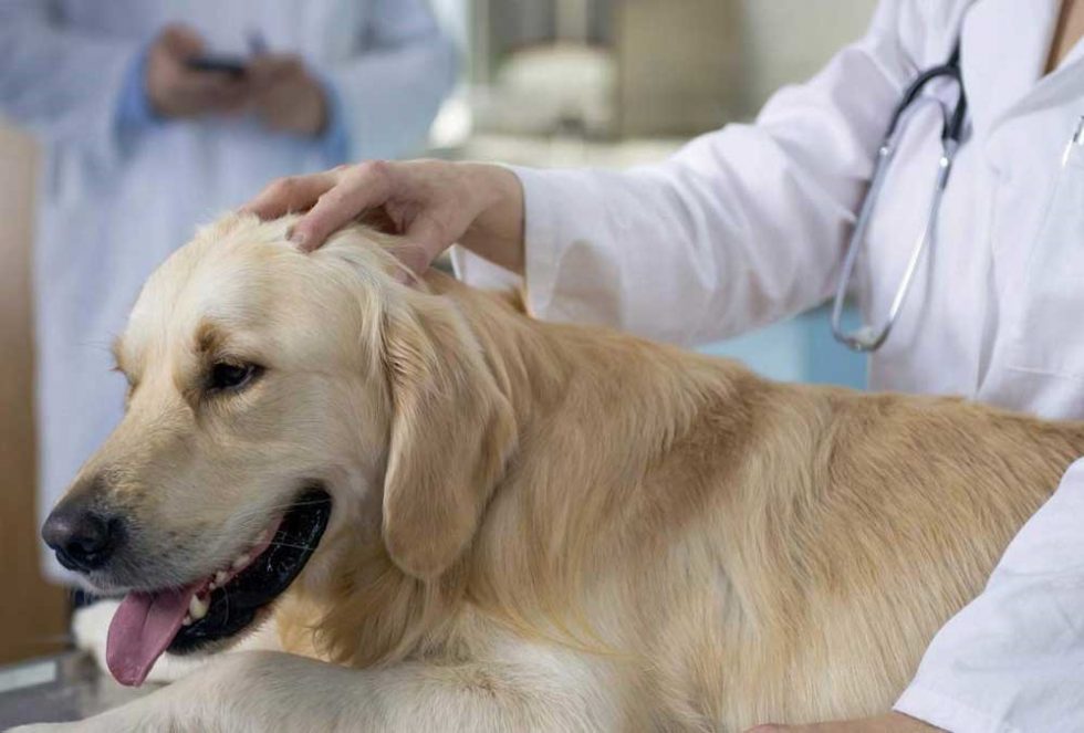 Treatment Options for Dog Sarcoma and A Safe Home Remedy - HACKZHUB